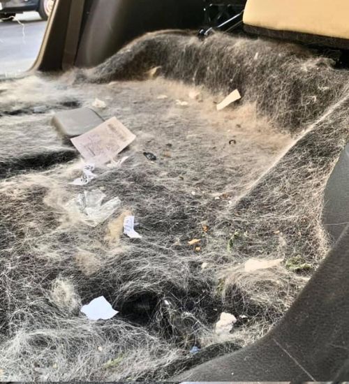 autodetaildmv extreme pet hair before autodetaildmv extreme pet hair before